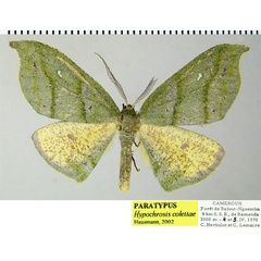 /filer/webapps/moths/media/images/C/colettae_Hypochrosis_PTF_ZSM.jpg