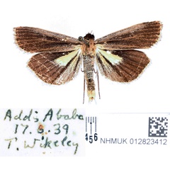 /filer/webapps/moths/media/images/L/leucobasis_Tathorhynchus_AM_BMNH.jpg