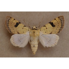 /filer/webapps/moths/media/images/M/marginifera_Ctenusa_A_Butler.jpg