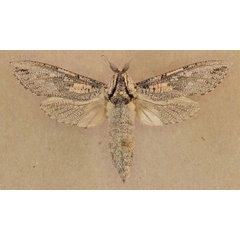 /filer/webapps/moths/media/images/C/capensis_Strigocossus_A_Butler.jpg