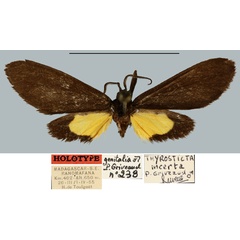 /filer/webapps/moths/media/images/I/incerta_Thyrosticta__HT_MNHN.jpg