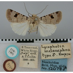 /filer/webapps/moths/media/images/M/melanephra_Lycophotia_ST_BMNH.jpg