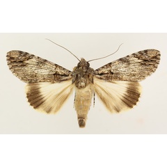 /filer/webapps/moths/media/images/T/tinctipennis_Ulotrichopus_AM_TMSA_02.jpg