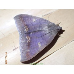 /filer/webapps/moths/media/images/C/cuprizonea_Achaea_A_Bippus.jpg