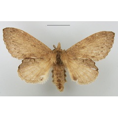 /filer/webapps/moths/media/images/C/cuneata_Rhinobombyx_AF_TMSA_02.jpg