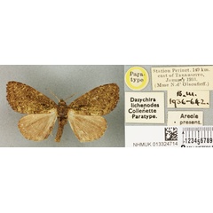 /filer/webapps/moths/media/images/L/lichenodes_Dasychira_PTF_BMNHa.jpg