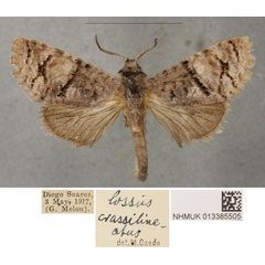 /filer/webapps/moths/media/images/C/crassilineatus_Cossus_PLT_BMNH_02.jpg