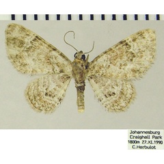 /filer/webapps/moths/media/images/J/jansei_Chloroclystis_AM_ZSMa.jpg