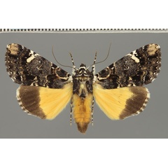 /filer/webapps/moths/media/images/V/varius_Ulotrichopus_AF_Fiebig.jpg