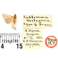 /filer/webapps/moths/media/images/M/melasema_Eublemma_HT_BMNH.jpg