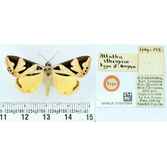/filer/webapps/moths/media/images/E/ethiopica_Attatha_STM_BMNH.jpg