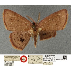 /filer/webapps/moths/media/images/B/bradyspila_Ptochophyle_HT_NHMUKa.jpg