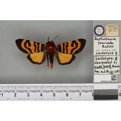 /filer/webapps/moths/media/images/F/fasciata_Daphoenura_LT_BMNHa.jpg
