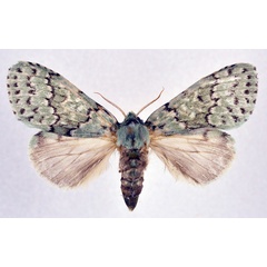 /filer/webapps/moths/media/images/T/thalassina_Heraia_AF_NHMO.jpg