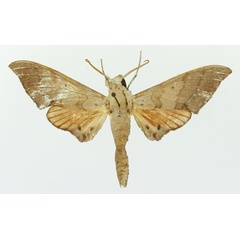 /filer/webapps/moths/media/images/A/andosa_Polyptychus_AM_Basquin.jpg