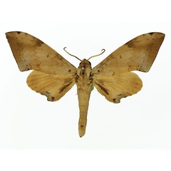 /filer/webapps/moths/media/images/H/herbuloti_Polyptychus_AM_Basquin_01a.jpg