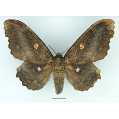 /filer/webapps/moths/media/images/O/occidentalis_Mimopacha_AF_Basquin_02.jpg