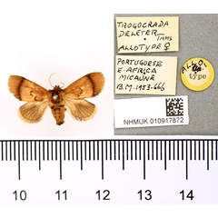 /filer/webapps/moths/media/images/D/deleter_Trogocrada_AT_BMNH.jpg