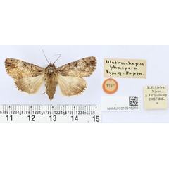 /filer/webapps/moths/media/images/P/phaeopera_Ulotrichopus_HT_BMNH.jpg