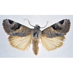/filer/webapps/moths/media/images/C/cornuta_Brevipecten_AF_NHMO.jpg