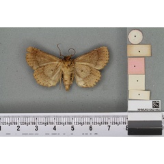 /filer/webapps/moths/media/images/T/tessellata_Polydesma_HT_BMNHb.jpg