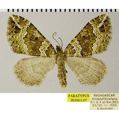 /filer/webapps/moths/media/images/L/lichenarum_Mimoclystia_PTF_ZSM.jpg