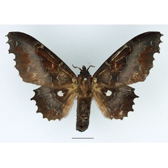 /filer/webapps/moths/media/images/K/knoblauchii_Mimopacha_AF_Basquin_04.jpg