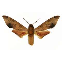 /filer/webapps/moths/media/images/V/vicina_Phylloxiphia_AM_Basquin_01a.jpg