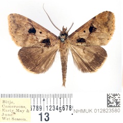 /filer/webapps/moths/media/images/E/endophaea_Anoba_AM_BMNH.jpg