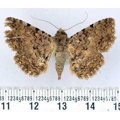 /filer/webapps/moths/media/images/D/determinata_Beriodesma_AM_BMNH.jpg