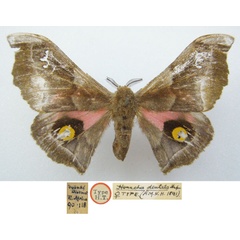 /filer/webapps/moths/media/images/D/dentata_Henucha_HT_NHMUKa.jpg