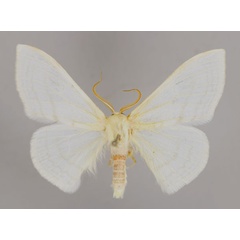 /filer/webapps/moths/media/images/C/ctenophora_Somatina_A_ZSM_01.jpg