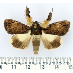 /filer/webapps/moths/media/images/M/mesoleuca_Ulotrichopus_AM_BMNH.jpg