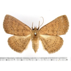 /filer/webapps/moths/media/images/I/isocyma_Saroba_AF_BMNH.jpg