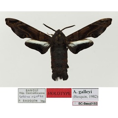 /filer/webapps/moths/media/images/G/galleyi_Afrosataspes_HT_Basquin.jpg