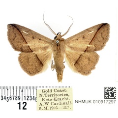 /filer/webapps/moths/media/images/R/rufilinea_Ugia_AM_BMNH.jpg