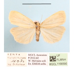 /filer/webapps/moths/media/images/A/angustipennis_Lophilema_A_MGCLa_02.JPG