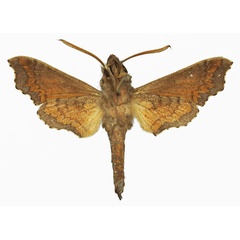 /filer/webapps/moths/media/images/M/morotoensis_Temnora_AM_Basquinb.jpg