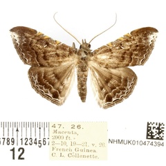 /filer/webapps/moths/media/images/P/perundulata_Euippodes_AM_BMNH.jpg