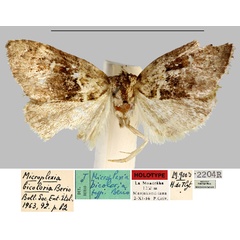 /filer/webapps/moths/media/images/B/bicoloria_Microplexia_HT_MNHN.jpg