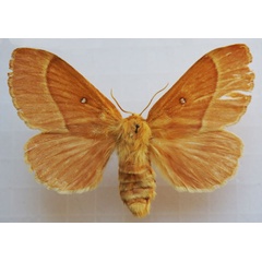 /filer/webapps/moths/media/images/G/grandis_Lasiocampa_AF_Stroehle_02.jpg