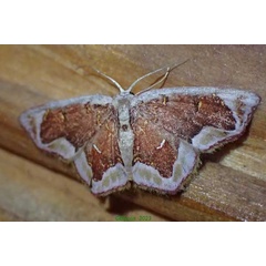 /filer/webapps/moths/media/images/N/nasuta_Chrysocraspeda_A_Bippus.jpg