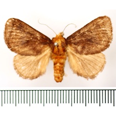 /filer/webapps/moths/media/images/J/julia_Natada_AF_BMNH.jpg