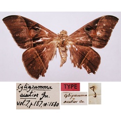 /filer/webapps/moths/media/images/A/acutior_Cyligramma_HT_MNHN.jpg