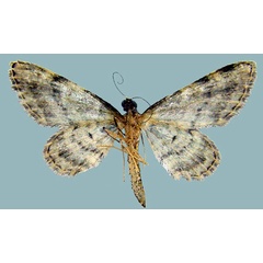 /filer/webapps/moths/media/images/D/dentatissima_Chloroclystis_AF_ZSMb.jpg