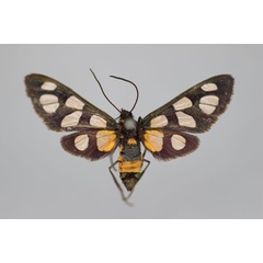 /filer/webapps/moths/media/images/C/cholmlei_Amata_ST_BMNH.jpg