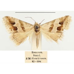 /filer/webapps/moths/media/images/O/ornatula_Eublemma_AM_BMNH.jpg