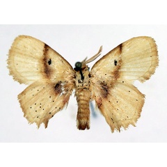 /filer/webapps/moths/media/images/R/roseofasciata_Chrysectropa_AM_Basquin_01.jpg