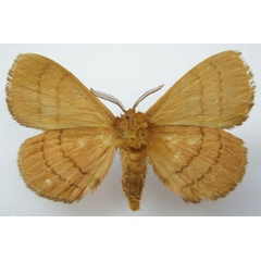 /filer/webapps/moths/media/images/A/angulata_Poloma_STM_NHMUKb.jpg
