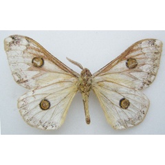 /filer/webapps/moths/media/images/A/angulata_Usta_STM_NHMUKb.jpg